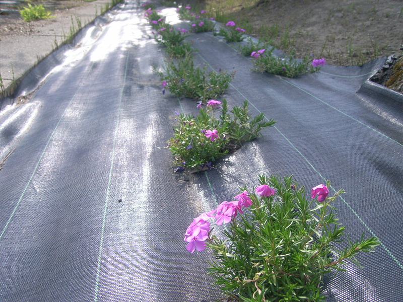 会社の敷地内に芝桜を植えました。